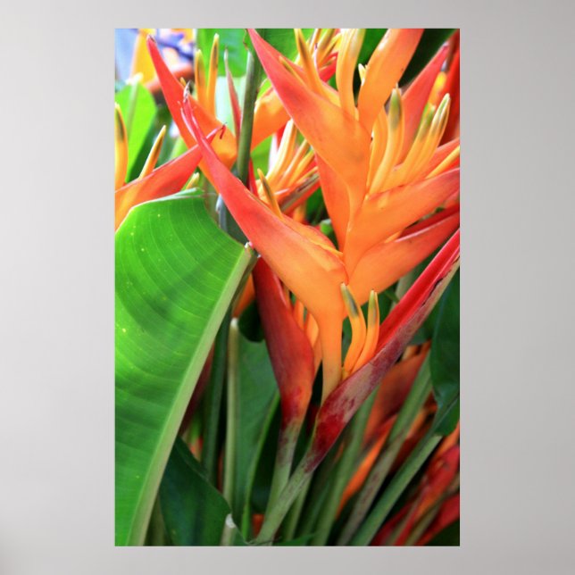 Brilliant Heliconia Poster (Front)