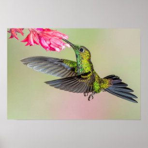 Brilliant Hummingbird Flying to a Flower Poster