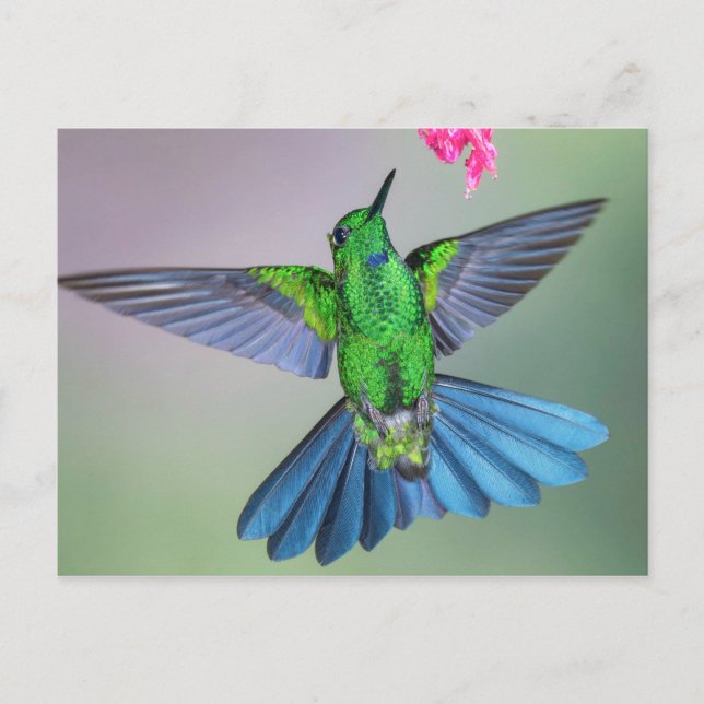 Brilliant Hummingbird in Flight with Wings Open Postcard (Front)
