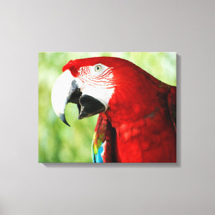 Brilliant Red Canvas Print