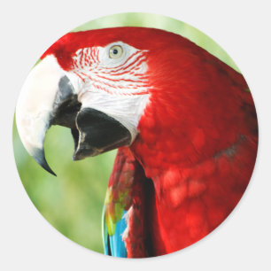 Brilliant Red Classic Round Sticker