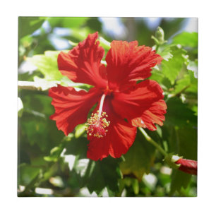 Brilliant Red Hawaiian Hibiscus Flower Tile