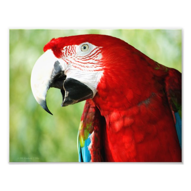 Brilliant Red Photo Print (Front)