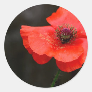 Brilliant Red Poppy Classic Round Sticker