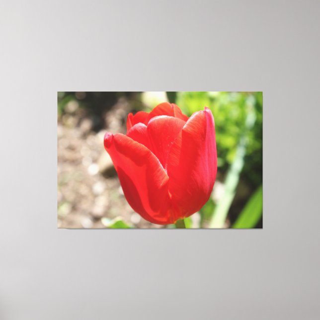 Brilliant Red Tulip Canvas Print (Front)