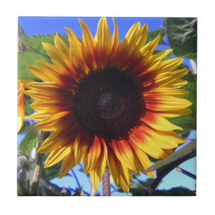 Brilliant Sunflower Tile