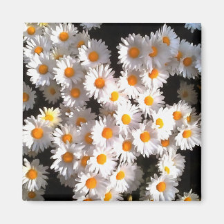 Brilliant White Daisies On Black Floral Art Magnet