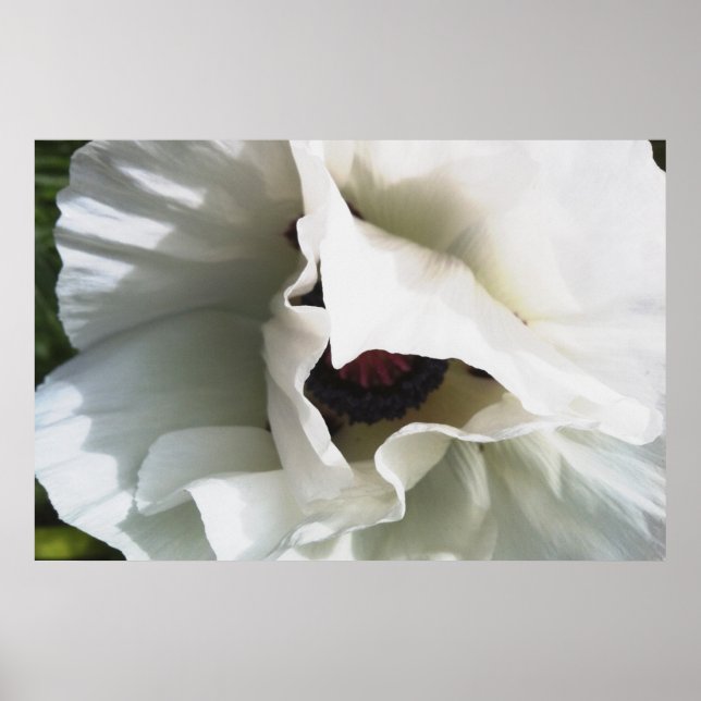 Brilliant White Oriental Poppy: Large Format Print (Front)