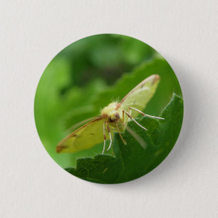Brimstone Moth Button