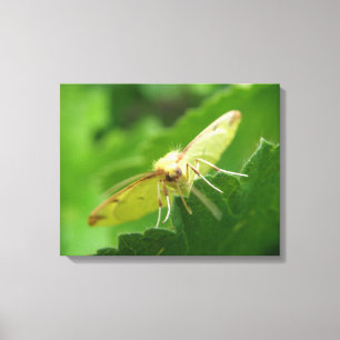 Brimstone Moth Canvas Print
