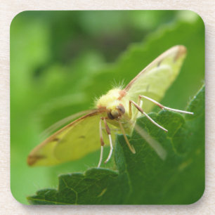 Brimstone Moth Cork Coaster