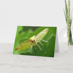 Brimstone Moth Greeting Card