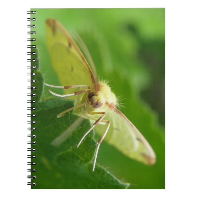 Brimstone Moth Notebook (Front)