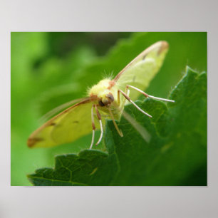 Brimstone Moth Print