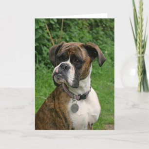 Brindle and White Boxer Dog Greeting Card