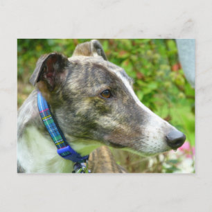 Brindle and white greyhound (a345) postcard