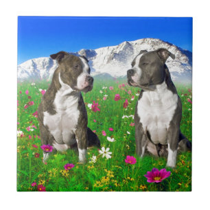 Brindle & Blue Staffordshire & Pit Bull Dogs Tile
