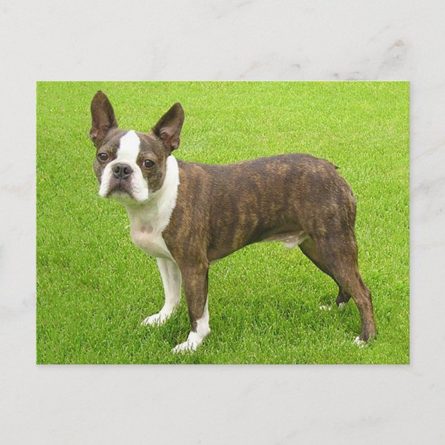 Brindle Boston Terrier Puppy Dog Thinking of You Postcard (Front)