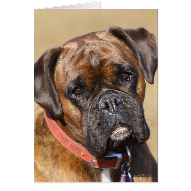 Brindle Boxer Dog (Front)