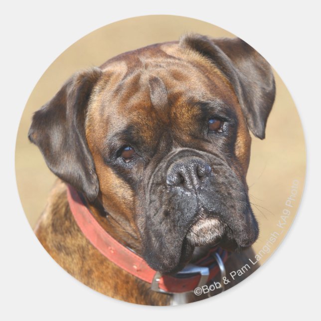 Brindle Boxer Dog Classic Round Sticker (Front)