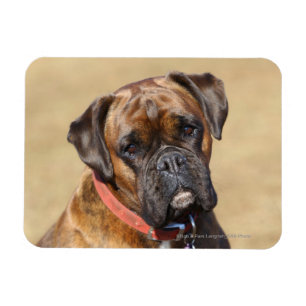Brindle Boxer Dog Magnet