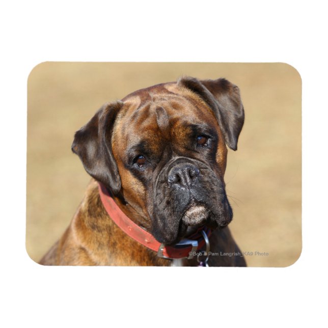 Brindle Boxer Dog Magnet (Horizontal)