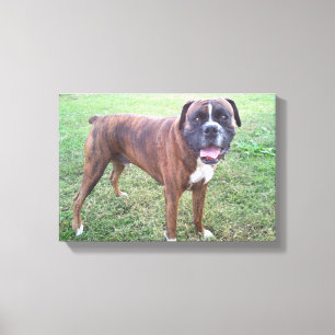 Brindle Boxer Dog Photo Wall Canvas