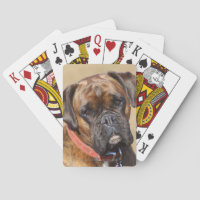 Brindle Boxer Dog