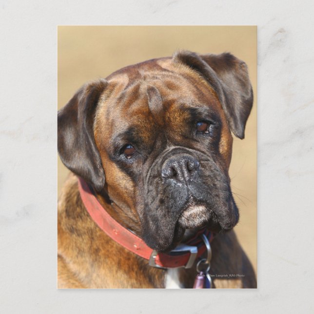 Brindle Boxer Dog Postcard (Front)