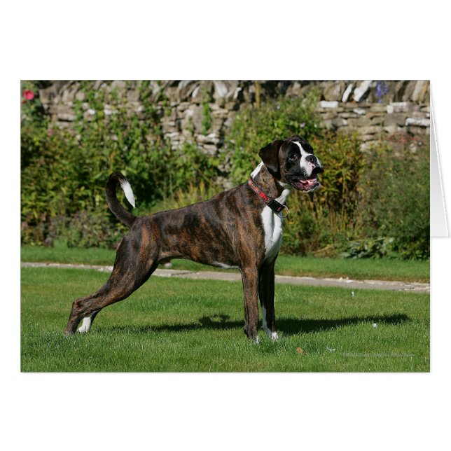 Brindle Boxer Dog Show Stance (Front Horizontal)