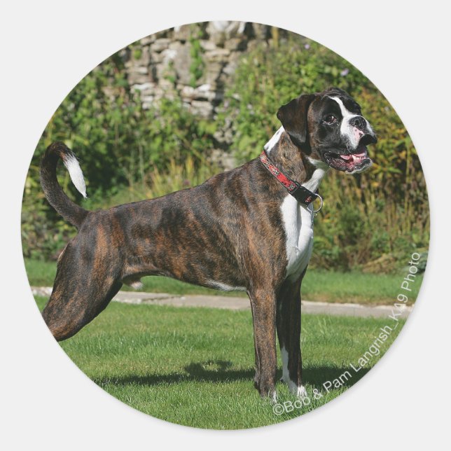 Brindle Boxer Dog Show Stance Classic Round Sticker (Front)