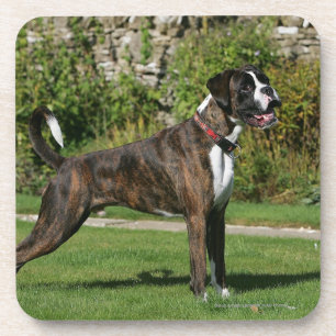 Brindle Boxer Dog Show Stance Coaster