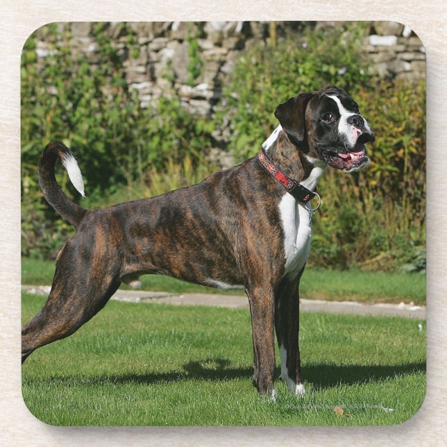 Brindle Boxer Dog Show Stance Coaster (Front)