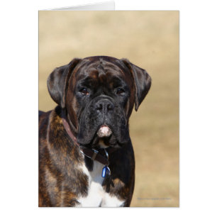 Brindle Boxer Dog Standing
