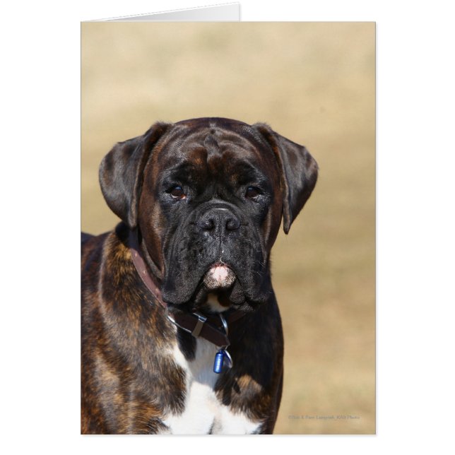 Brindle Boxer Dog Standing (Front)