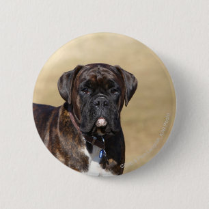 Brindle Boxer Dog Standing 6 Cm Round Badge