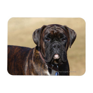 Brindle Boxer Dog Standing Magnet