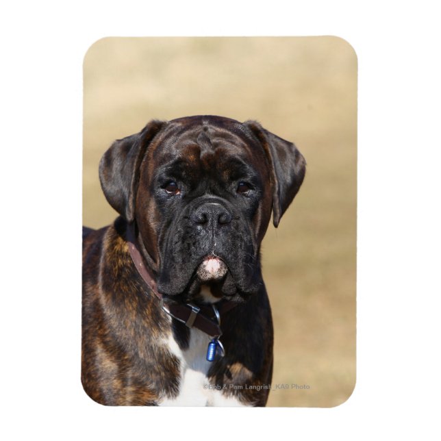 Brindle Boxer Dog Standing Magnet (Vertical)