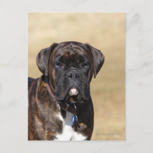 Brindle Boxer Dog Standing Postcard