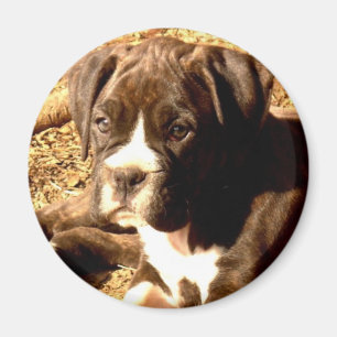 Brindle Boxer pup magnet