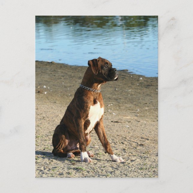 Brindle Boxer Puppy postcard (Front)