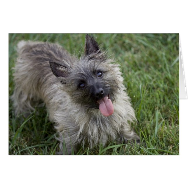 Brindle Cairn Terrier Card (Front Horizontal)