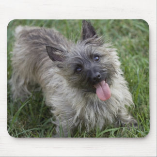 Brindle Cairn Terrier Mousepad
