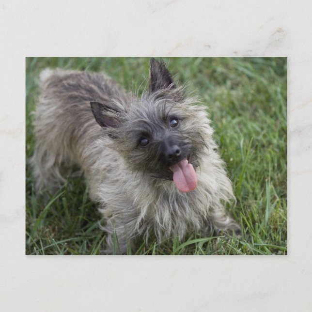 Brindle Cairn Terrier Postcard (Front)