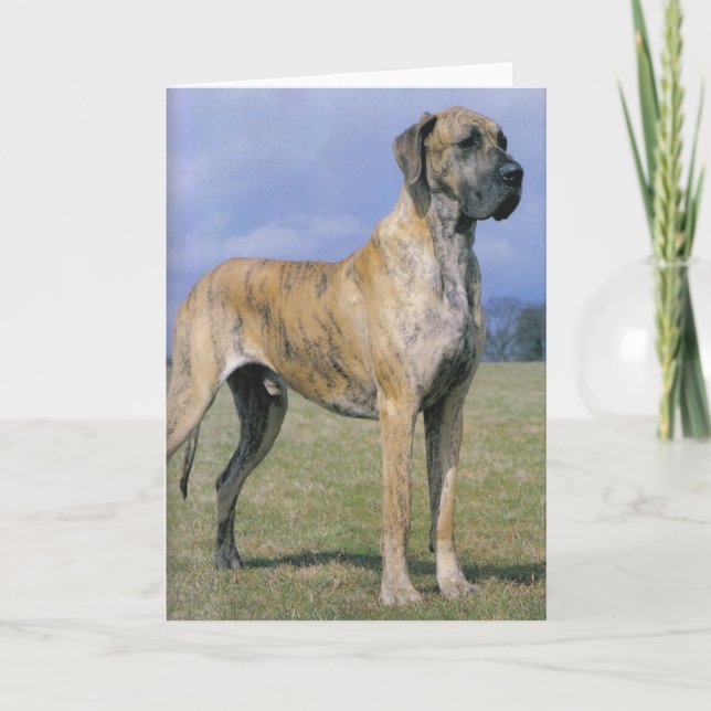Brindle Great Dane greeting card (Front)