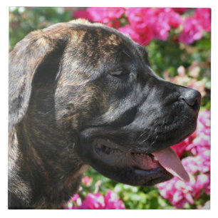 Brindle Mastiff Dog Tile