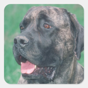 Brindle Mastiff Square Sticker