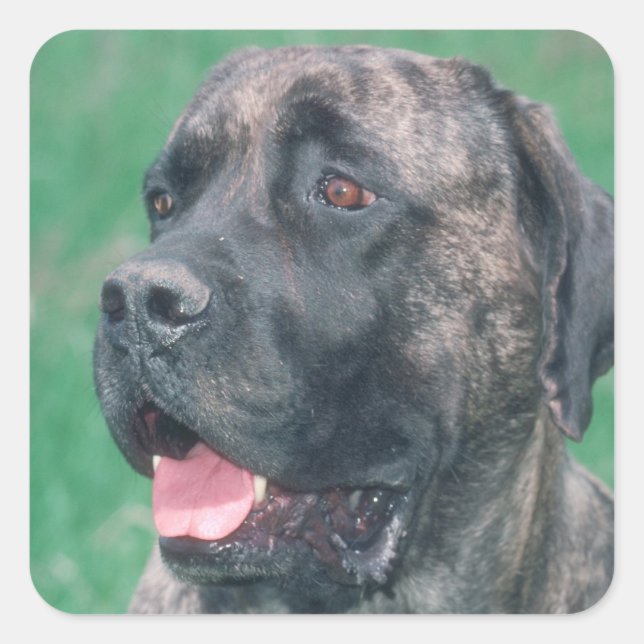 Brindle Mastiff Square Sticker (Front)