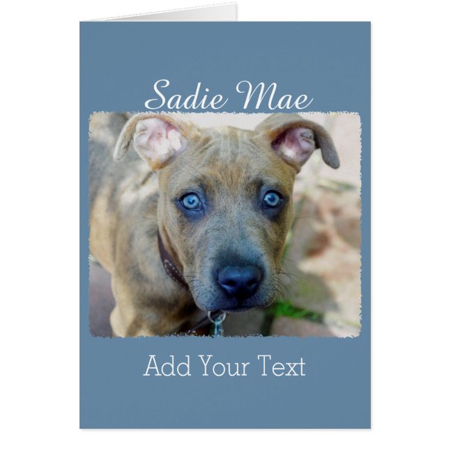 Brindle Pit Bull Puppy by Shirley Taylor (Front)