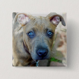 Brindle Pit Bull Puppy by Shirley Taylor 15 Cm Square Badge